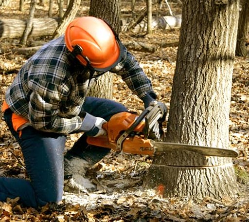 Tree Removal in Regina, KY